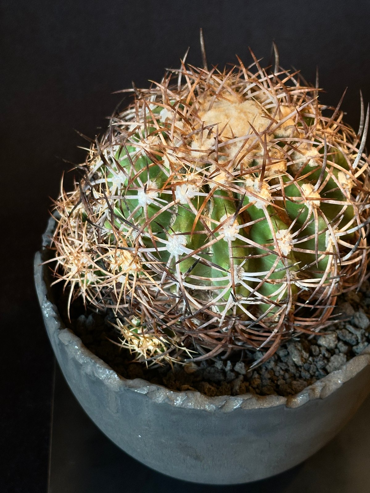 Copiapoa coquimbana subs. andina コピアポア アンディナ ×