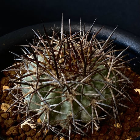 Copiapoa longistaminea Vintage cactus