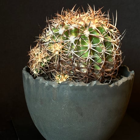 Copiapoa coquimbana subs. andina  𝒄𝒓𝒐𝒔𝒔 𝒑𝒐𝒕 †
