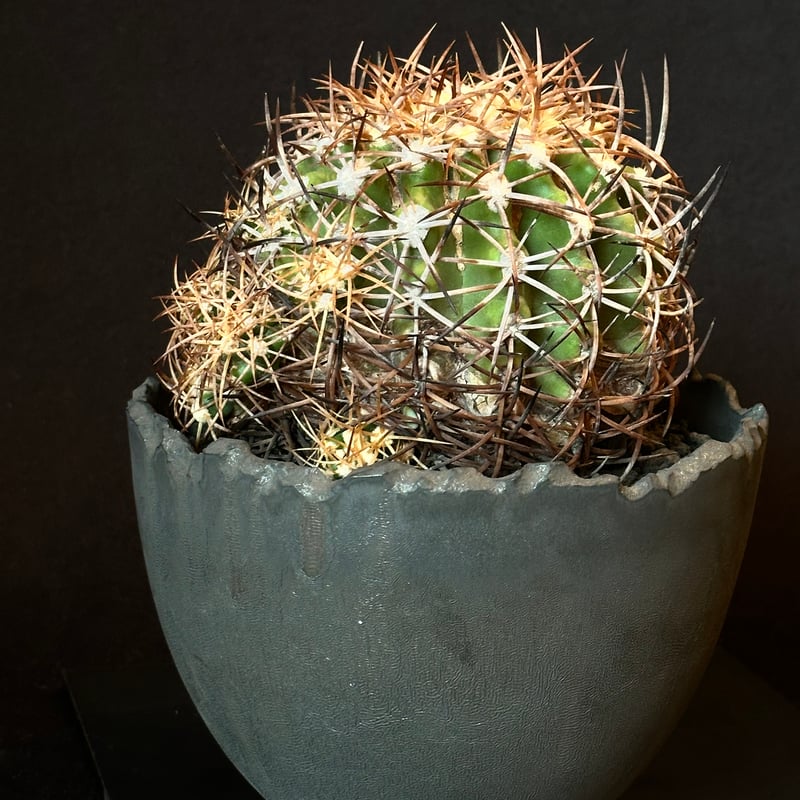 Copiapoa coquimbana subs. andina コピアポア アンディナ ×