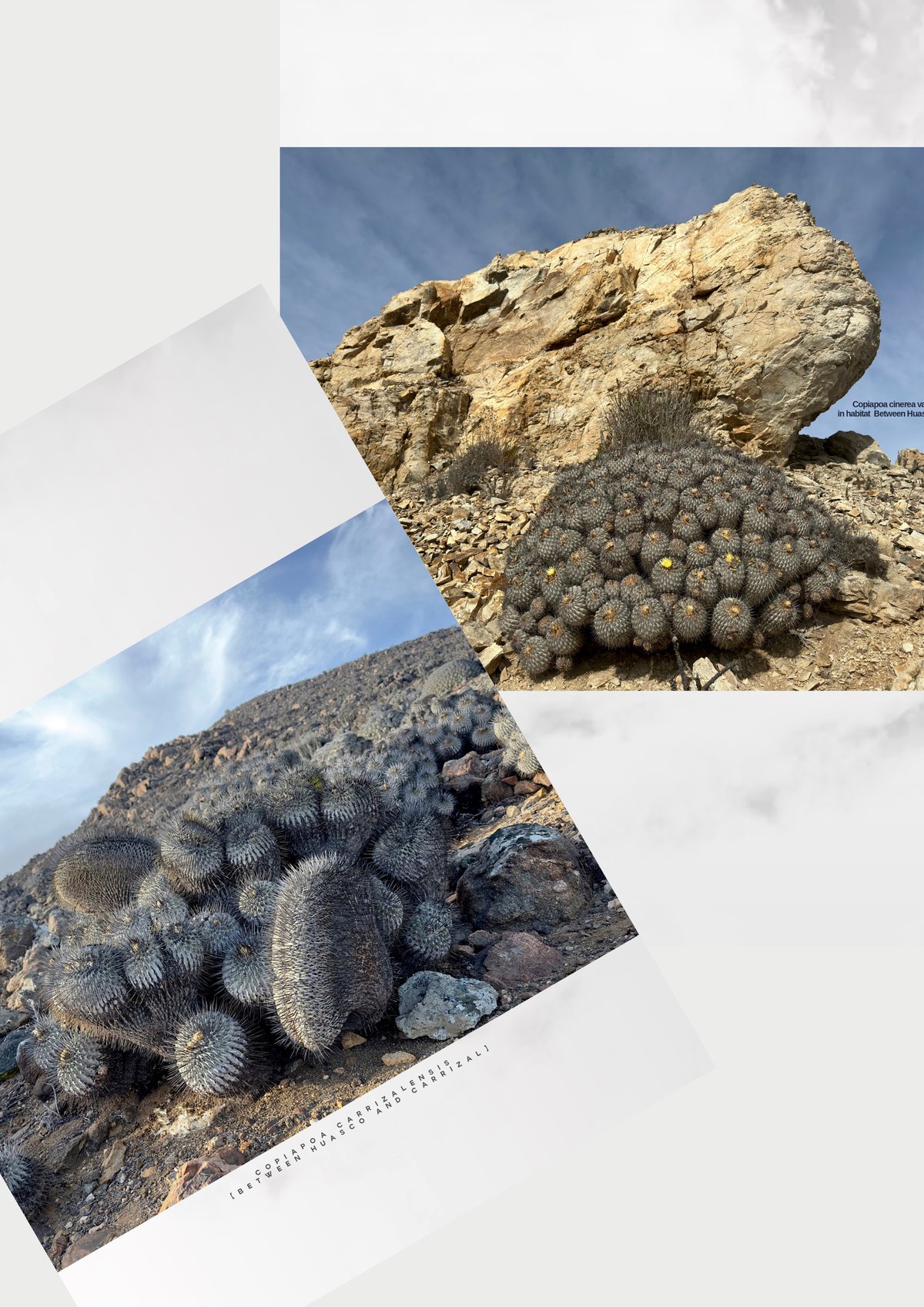 その他 robinceramicstudio Copiapoa Twin Star ☆ 限定 ☆ Copiapoa Twin Star robinceramicstudio 羅本製所