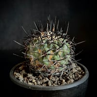 Copiapoa solaris コピアポア ソラリス 沙羅玉 実生 絶滅危惧種EN | CO