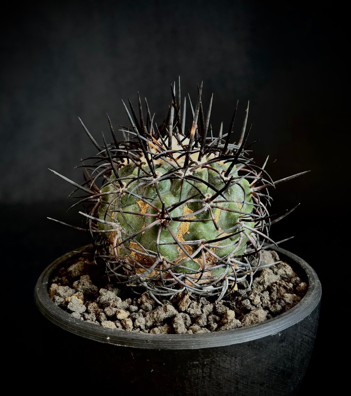 黒王丸 コピアポア 台付(Copiapoa cinerea コピアポア 黒王丸 黒王丸 コピアポア 台付(Copiapoa cinerea コピアポア 黒王丸