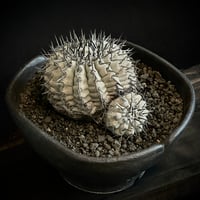 𝙘𝙤𝙥𝙞𝙖𝙥𝙤𝙖 𝙘𝙞𝙣𝙚𝙧𝙚𝙖 黒王丸 𝒄𝒓𝒐𝒔𝒔 𝒑𝒐𝒕 † 強刺