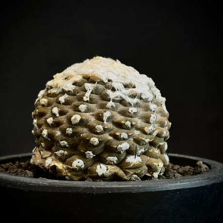 ᴄᴏᴘɪᴀᴘᴏᴀ ʜʏᴘᴏɢᴀᴇᴀ  疣仙人 1985 Seed-Grown / A Little Jewel