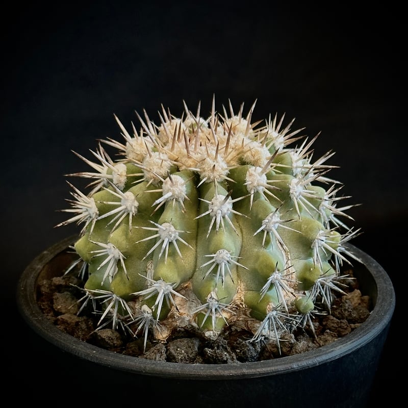 ᴄᴏᴘɪᴀᴘᴏᴀ ᴄɪɴᴇʀᴀsᴄᴇɴs コピアポア シネラスケンス 竜牙玉