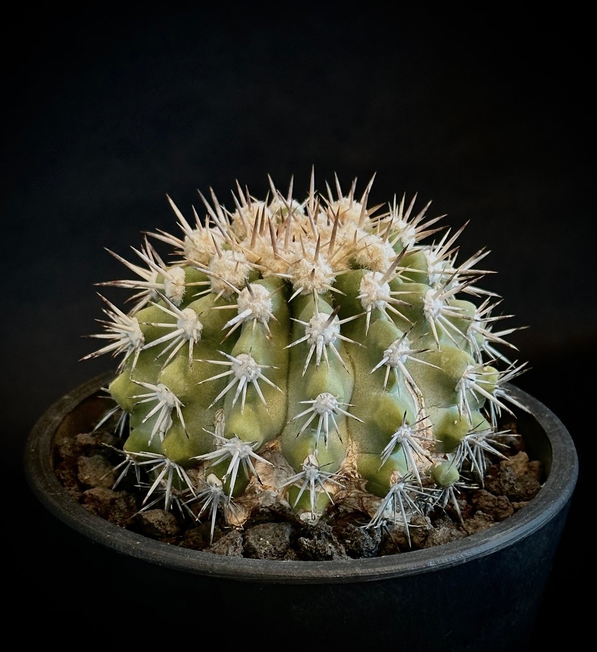 (げんごさま)コピアポア　エリオシケ　竜神木　種子セット げんごさま)コピアポア エリオシケ 竜神木 種子セット げんごさま