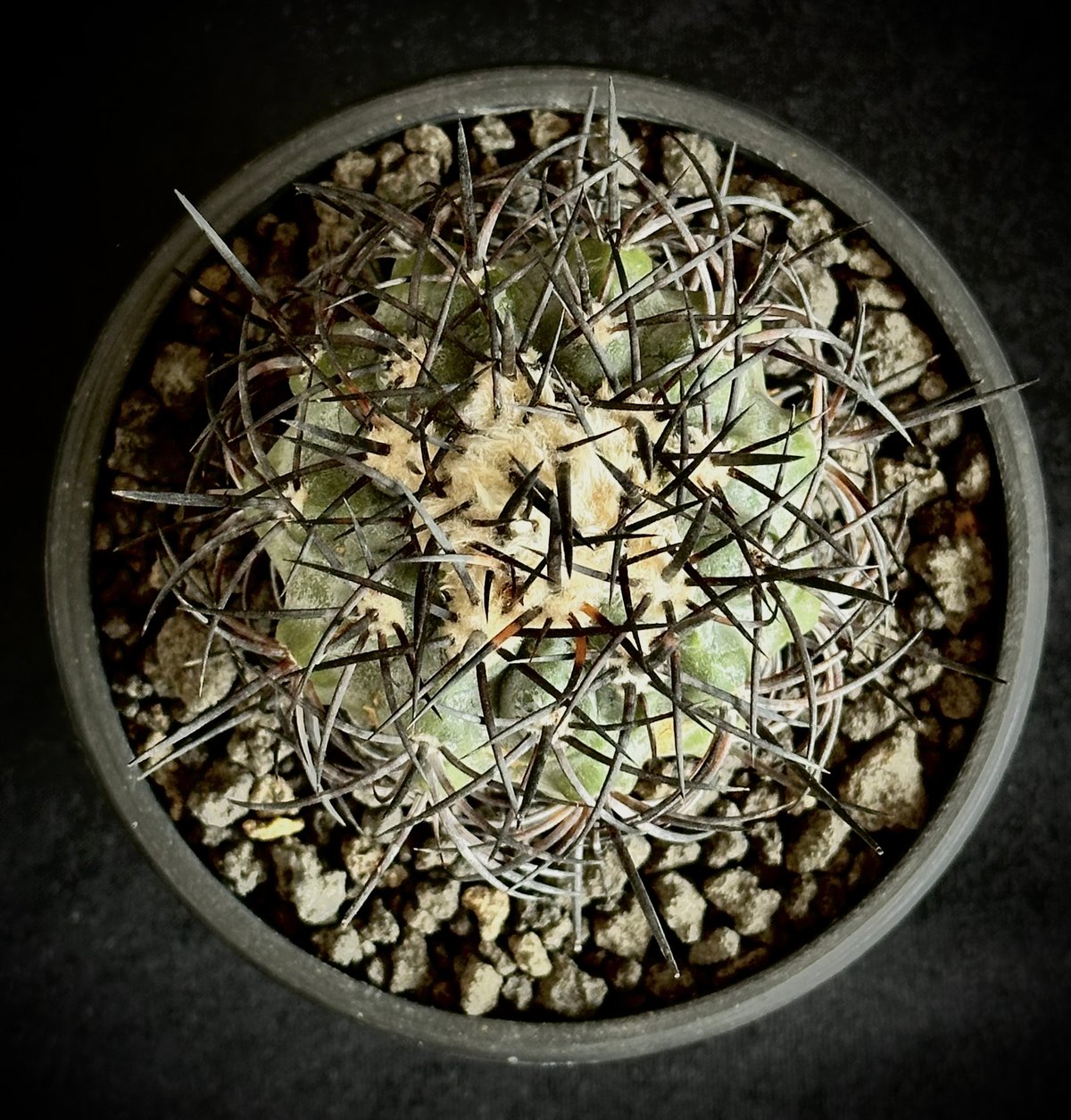 ᴄᴏᴘɪᴀᴘᴏᴀ sᴄʜᴜʟᴢɪᴀɴᴀ コピアポア ショルジアーナ