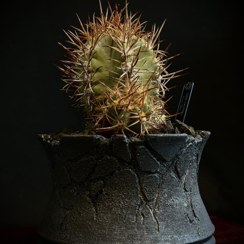 ᴏɴʟɪɴᴇ ᴇxʜɪʙɪᴛɪᴏɴ ɴᴇᴇᴅʟᴇs】ᴄᴏᴘɪᴀᴘᴏᴀ