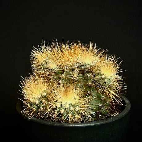 Copiapoa krainziana var. brunispina  Very rare