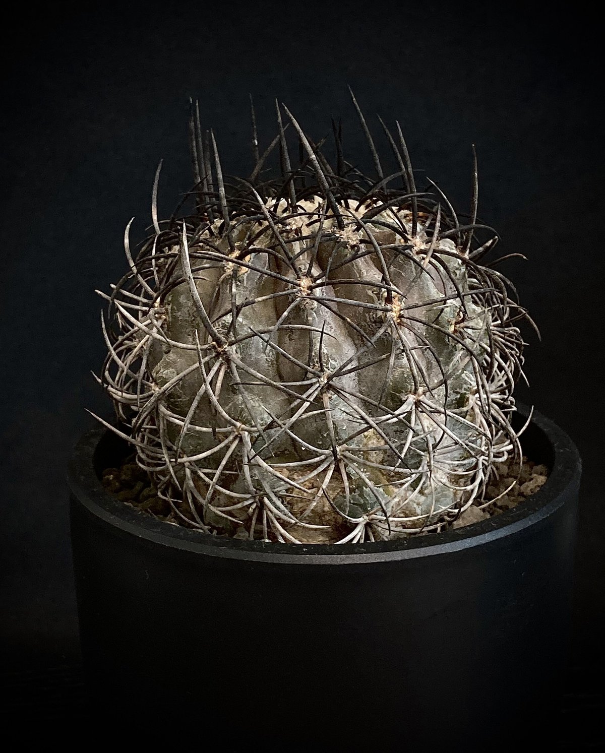 Copiapoa griseoviolacea コピアポア・グリセオビオラセア 大株 古い