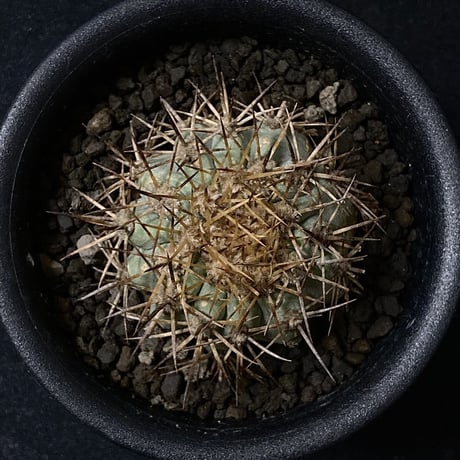 Copiapoa longistaminea Vintage cactus