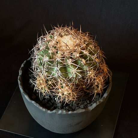 Copiapoa coquimbana subs. andina  𝒄𝒓𝒐𝒔𝒔 𝒑𝒐𝒕 †