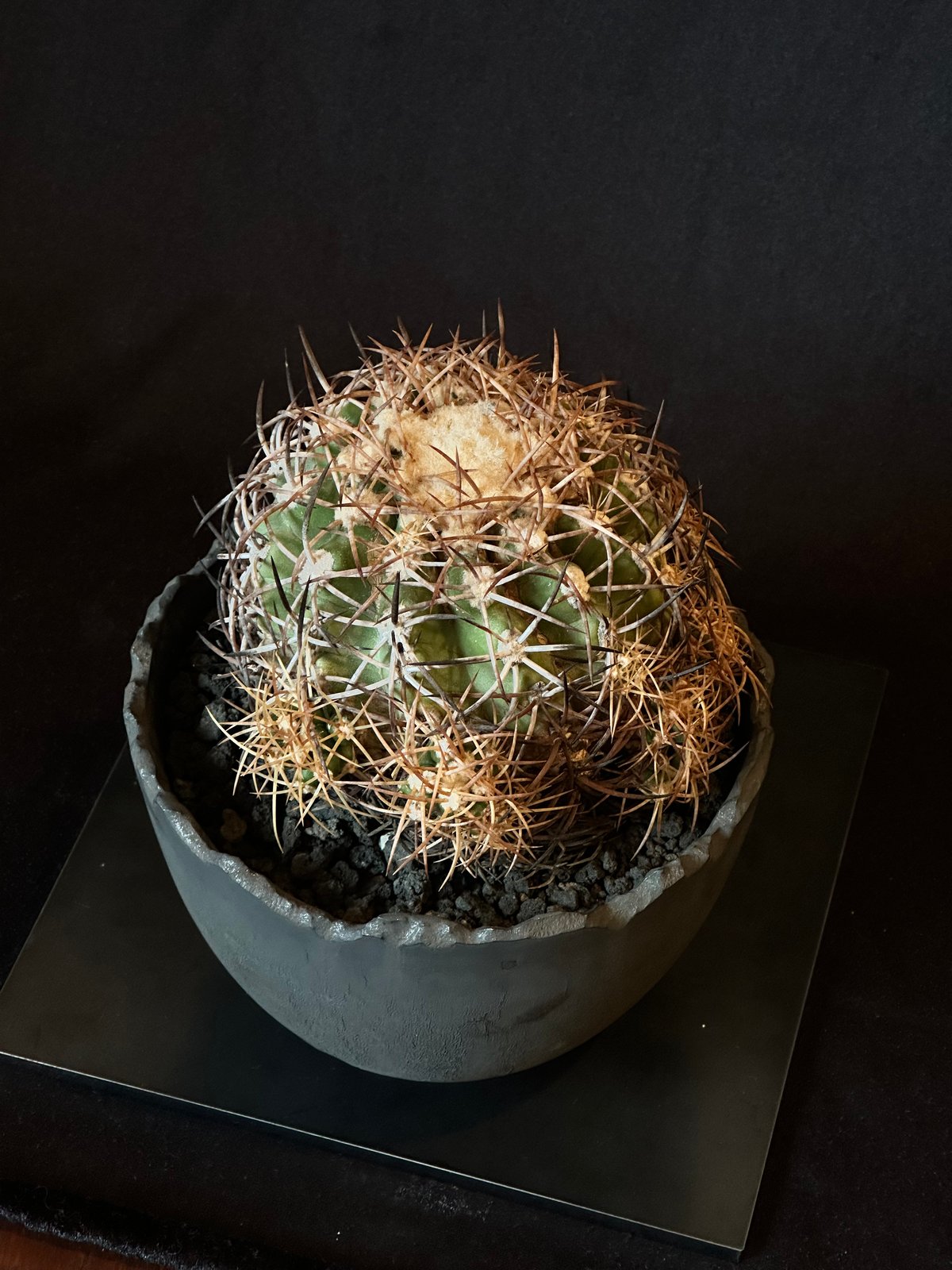 Copiapoa coquimbana subs. andina コピアポア アンディナ ×