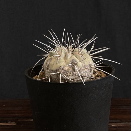Copiapoa carrizalensis コピアポア・カリザレンシス 　古株　白肌　Wild face