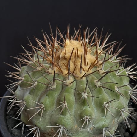 Copiapoa serpentisulcata