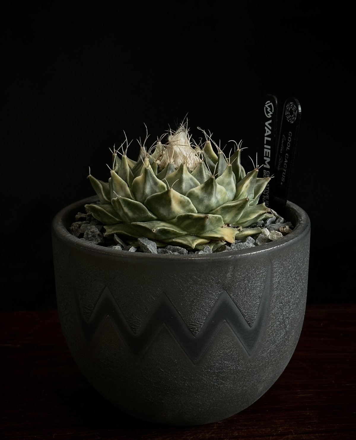 valiem ネームpot 3個セット valiem ネームpot 3個セット