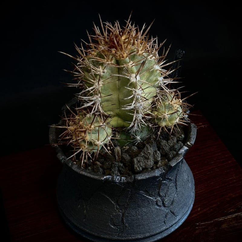 コピアポアソラリス現地球①