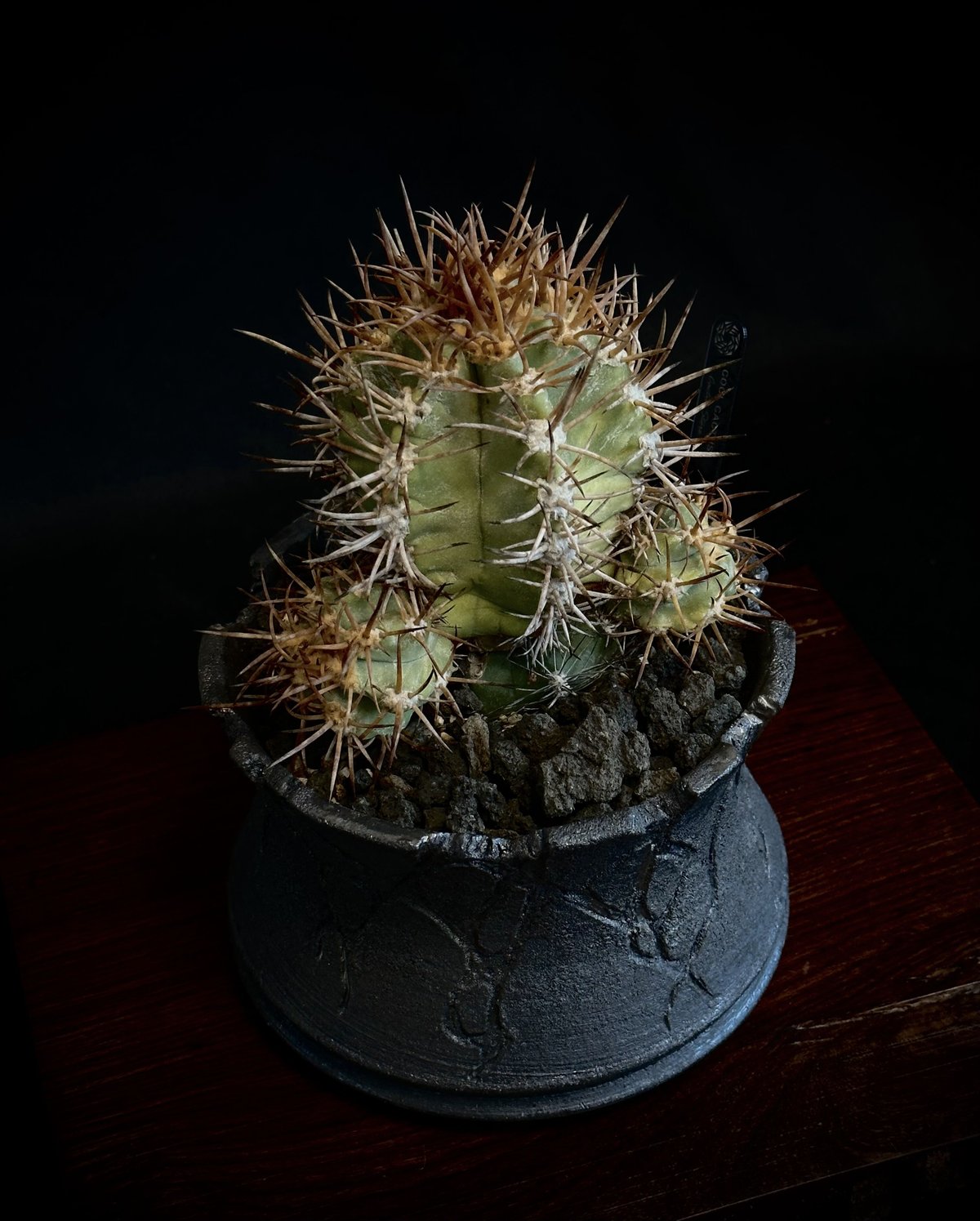 コピアポア　ソラリス　現地球① Copiapoa solaris コピアポア ソラリス 沙羅玉 C - メルカリ