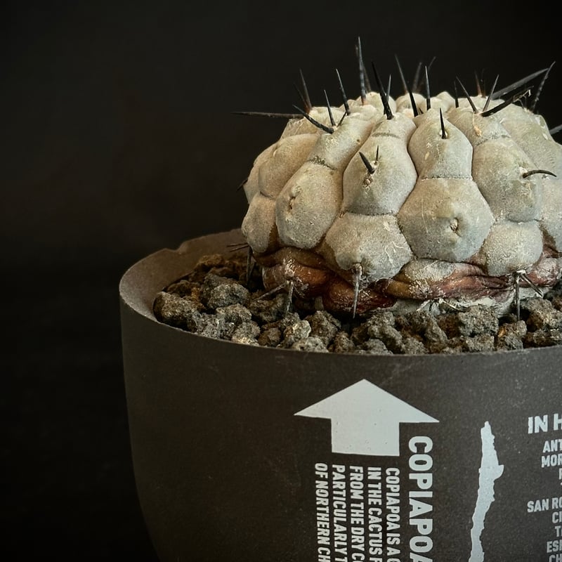 ᴄᴏᴘɪᴀᴘᴏᴀ ᴄɪɴᴇʀᴇᴀ × ᴠᴀʟɪᴇᴍ ʜᴀʙɪᴛᴀᴛ ᴘᴏᴛ  