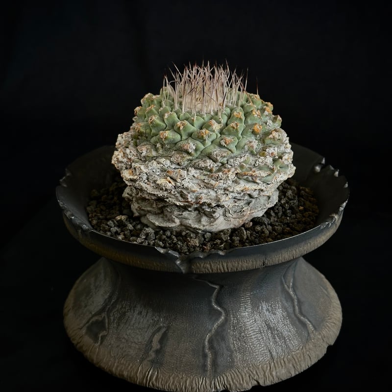 sᴛʀᴏᴍʙᴏᴄᴀᴄᴛᴜs ᴅɪsᴄɪғʀᴏᴍɪs ストロンボカクタス