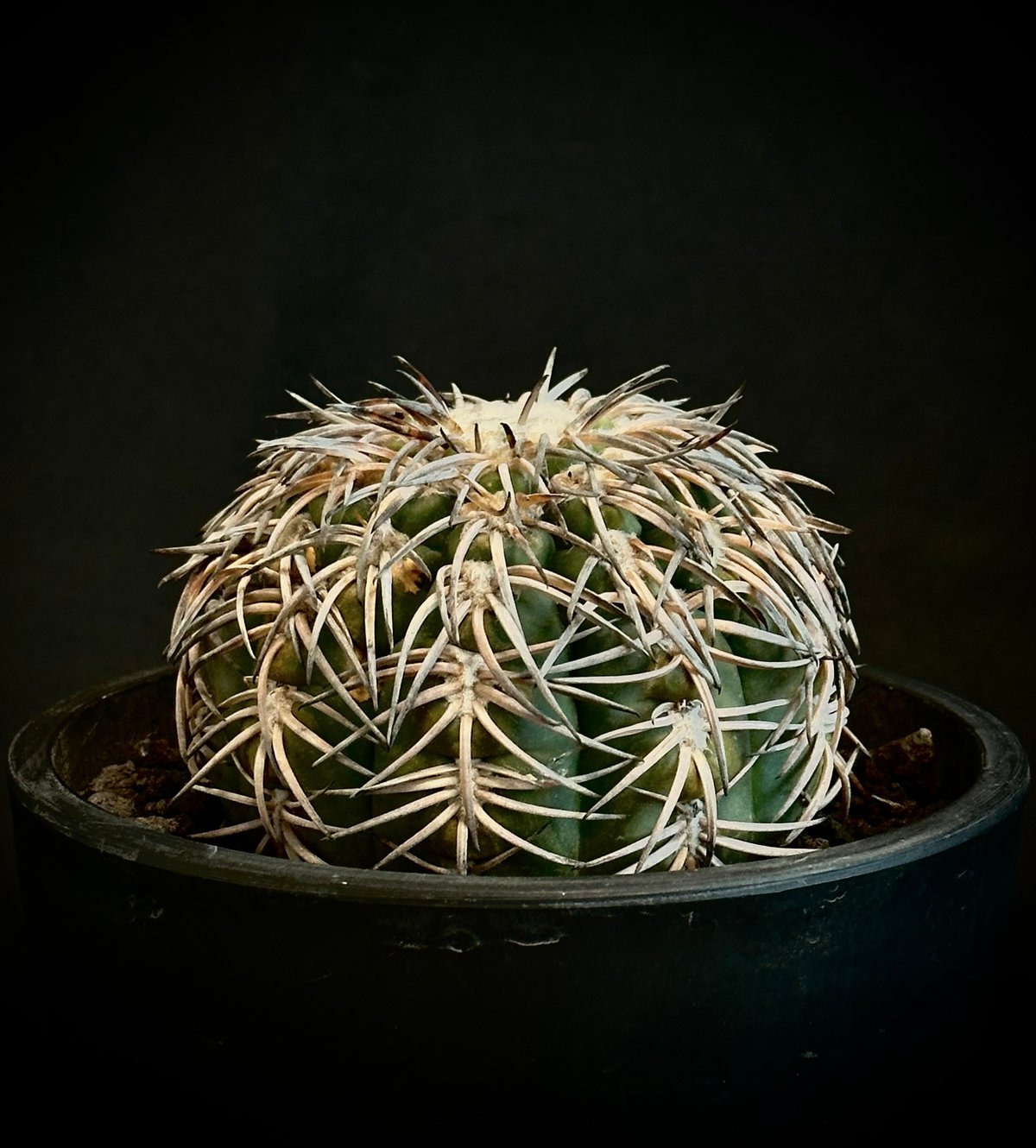 Gymnocalycium spegazzinii 短刺 強刺 天平丸 サボテン 多肉 狂刺 豪刺