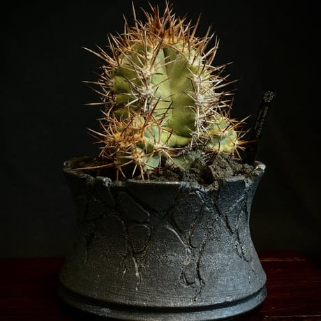 CATEGORY Cactus | COOLCACTUS⁎