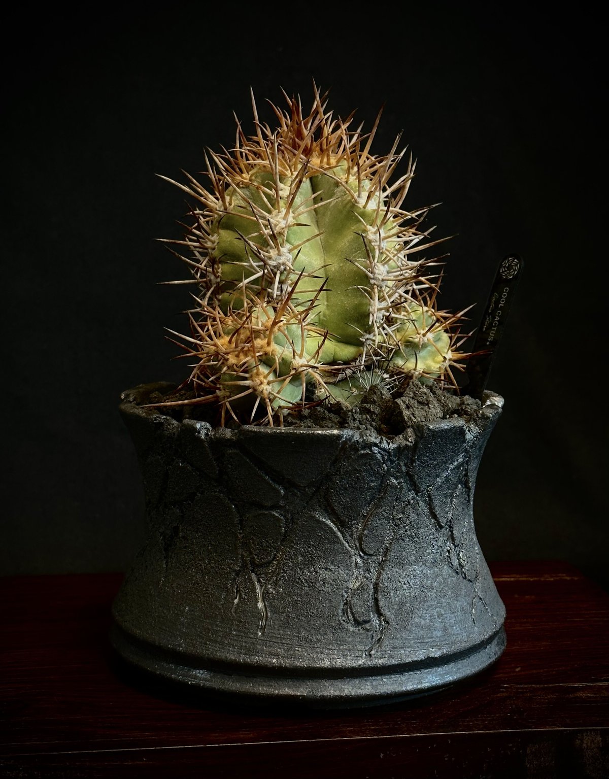 コピアポア　ソラリス　現地球① コピアポア・ソラリス | 珍しいコピアポア植物 | 今すぐ購入！