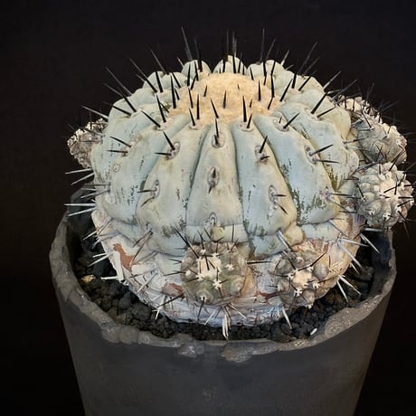 𝙘𝙤𝙥𝙞𝙖𝙥𝙤𝙖 𝙘𝙞𝙣𝙚𝙧𝙚𝙖　Mature seed-grown specimen