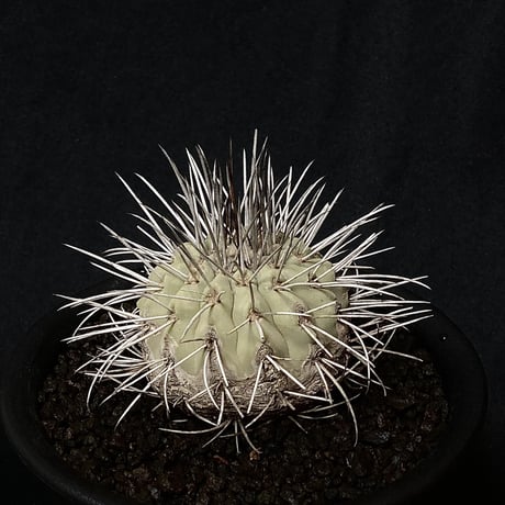 【Special copiapoa】copiapoa carrizalensis