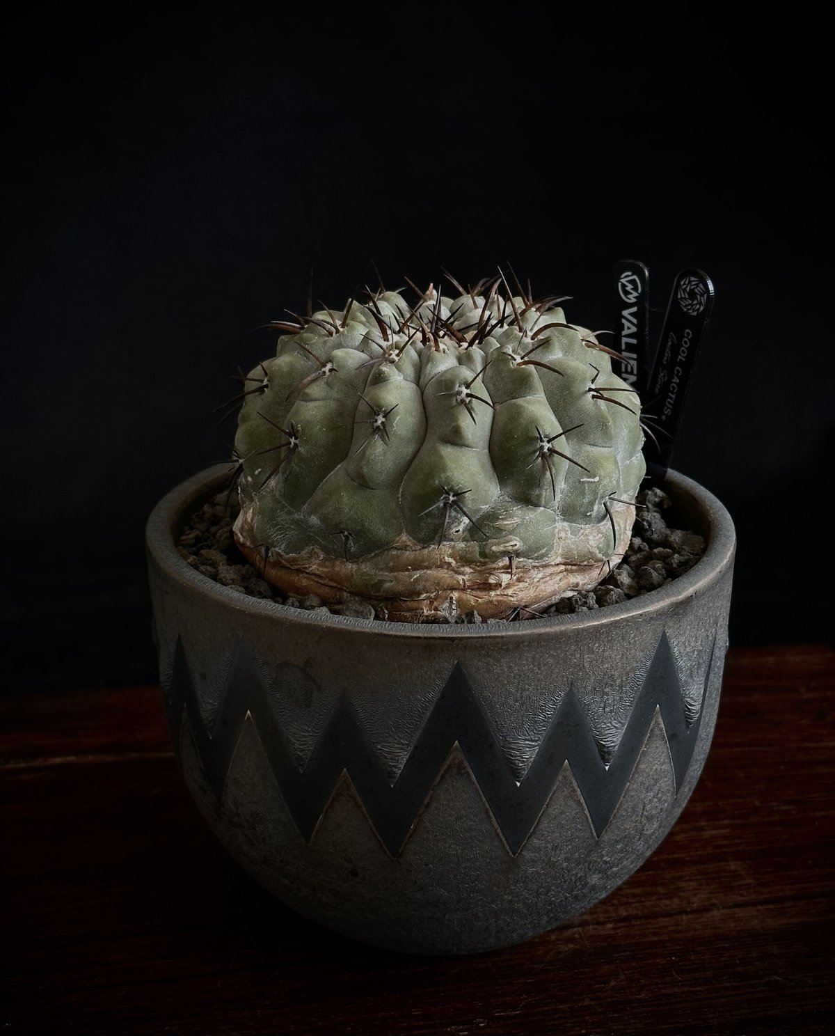 COPIAPOA MONSTER 限定flower.ver 羅本製所 【公式通販】