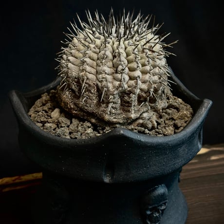 COOLCACTUS⁎