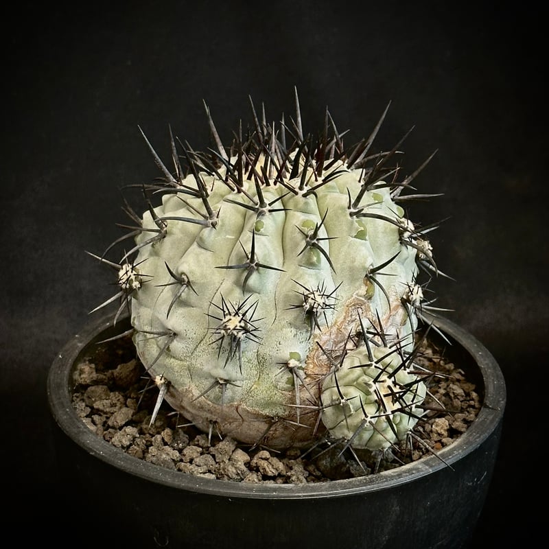 貴重 現地球 白肌 黒王丸 カキコ 自根 強刺 copiapoa cinerea