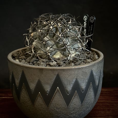 コピアポアグリセオビオラセア栗星玉