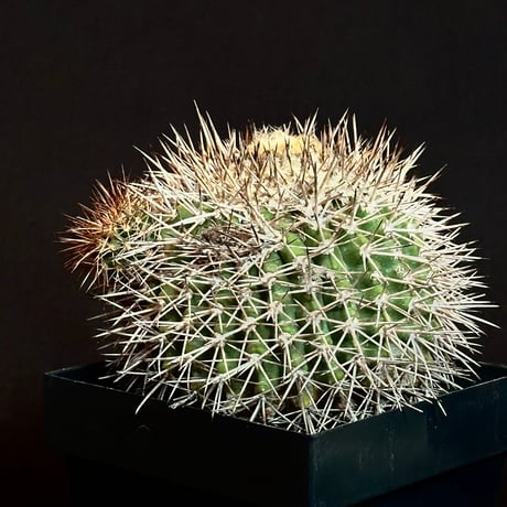 Copiapoa serpentisulcata Mature seed-grown specimen