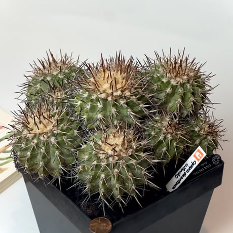 COOLCACTUS⁎
