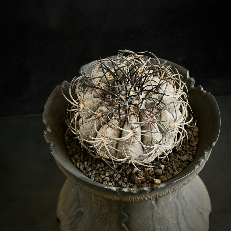 Copiapoa griseoviolacea グリセオビオラセア 栗星玉 Copiapoa griseoviolacea グリセオビオラセア 栗星玉