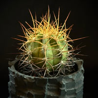 Copiapoa solaris