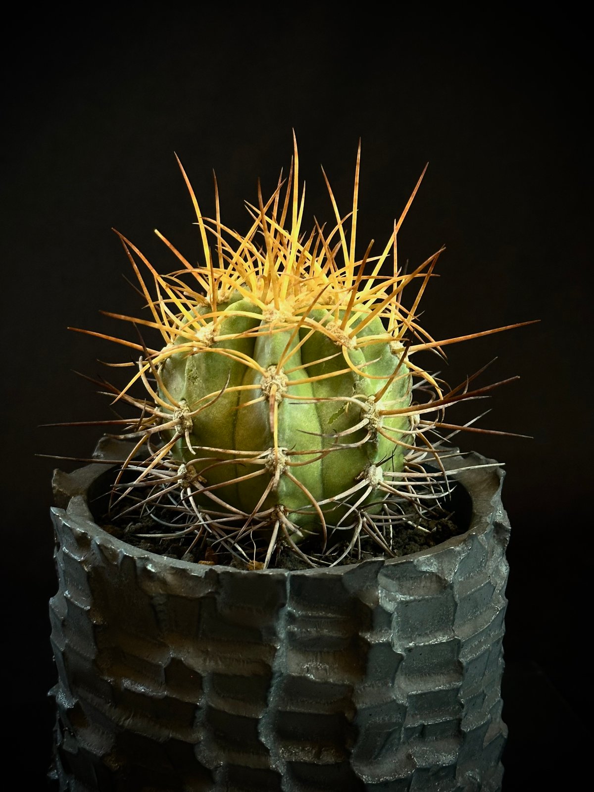 Copiapoa solaris コピアポア ソラリス 沙羅玉 特選実生株 fit=scale-down,w=1200