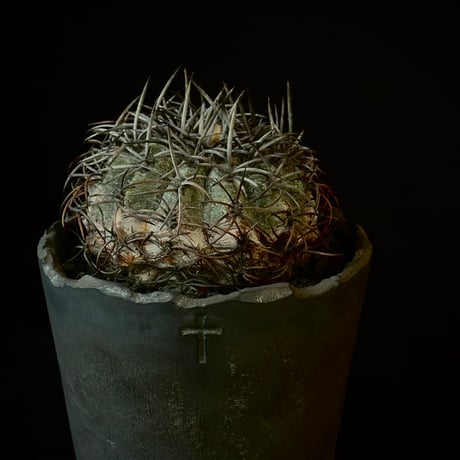 Copiapoa griseoviolacea 　𝒄𝒓𝒐𝒔𝒔 𝒑𝒐𝒕 †