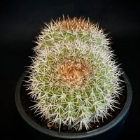 ᴄᴏᴘɪᴀᴘᴏᴀ sᴇʀᴘᴇɴᴛɪsᴜʟᴄᴀᴛᴀ セルペンティスルカータ  貴重なダブルヘッド　古株