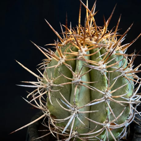Copiapoa solaris ᴊᴏsʜᴜᴀ ᴇᴠᴀɴ　 Extremely Old Plant