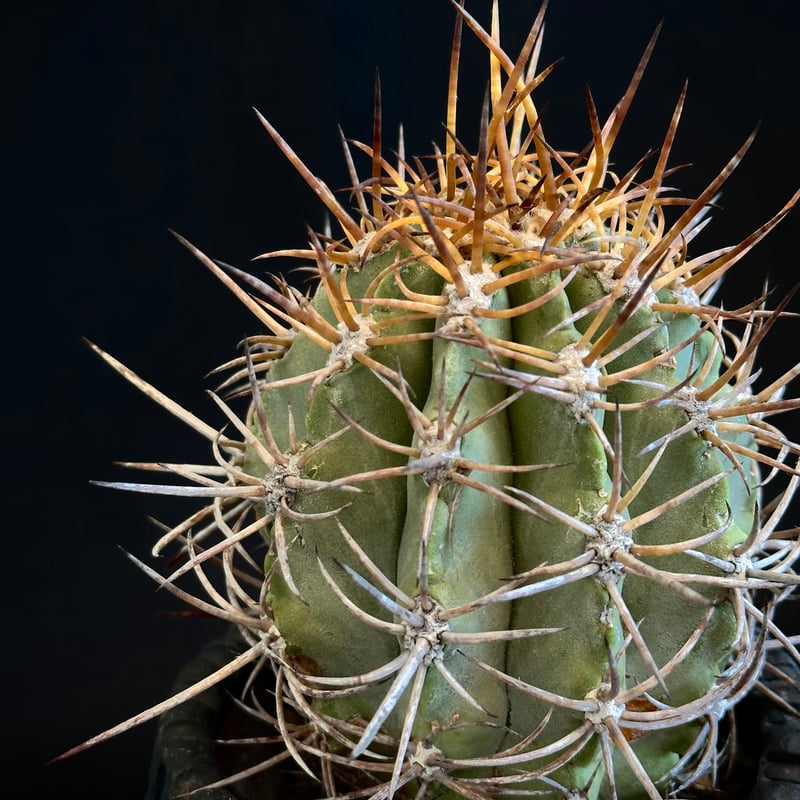 Copiapoa solaris コピアポア ソラリス 沙羅玉 ᴊᴏsʜᴜᴀ ᴇᴠᴀɴ 🏴