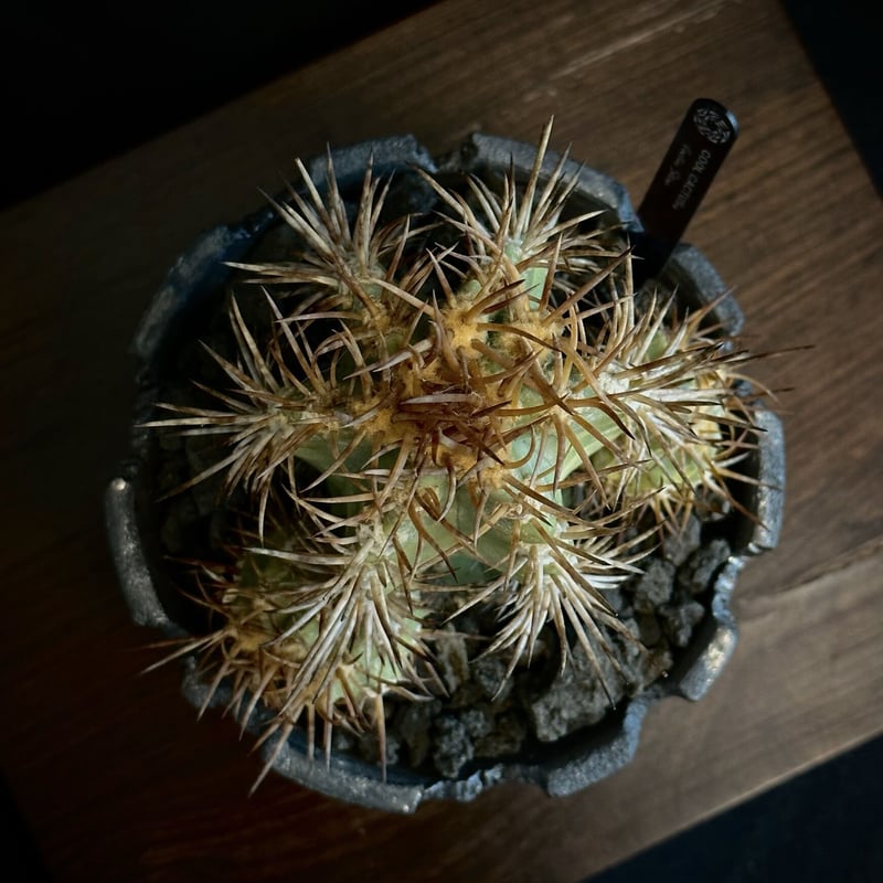 ᴏɴʟɪɴᴇ ᴇxʜɪʙɪᴛɪᴏɴ ɴᴇᴇᴅʟᴇs】ᴄᴏᴘɪᴀᴘᴏᴀ sᴏʀᴀʟɪs × ᴊ