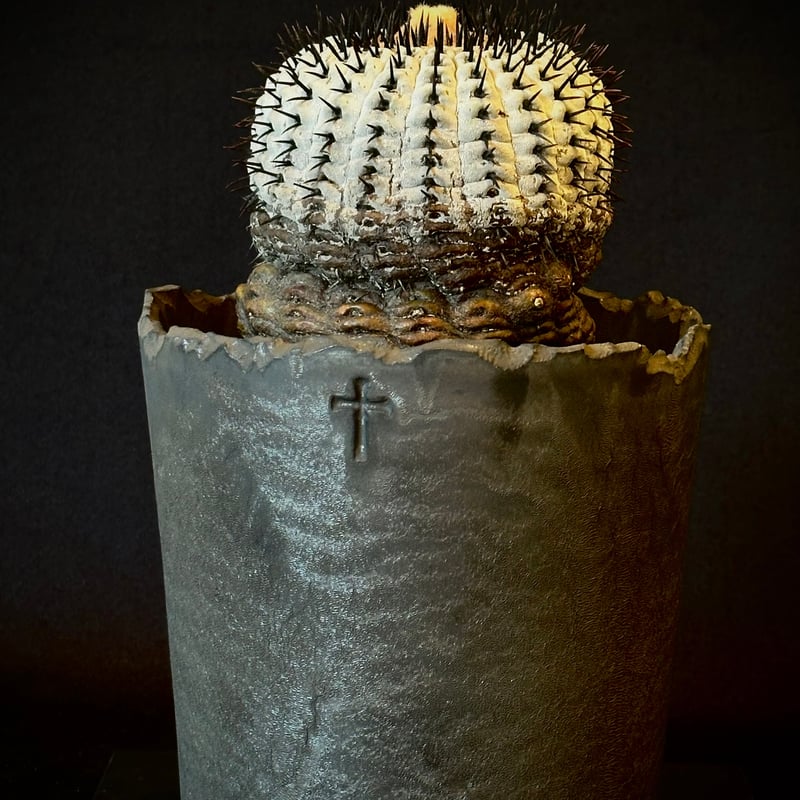 Copiapoa cinerea var. columna-alba 短刺 コピアポア コルム Copiapoa cinerea var. columna-alba 短刺 コピアポア コルム