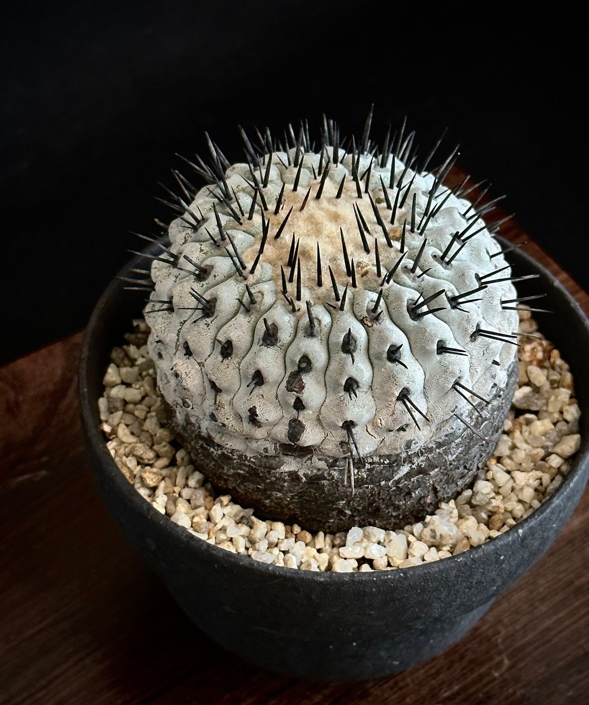 コピアポア 黒王丸 Copiapoa cinerea えぐ