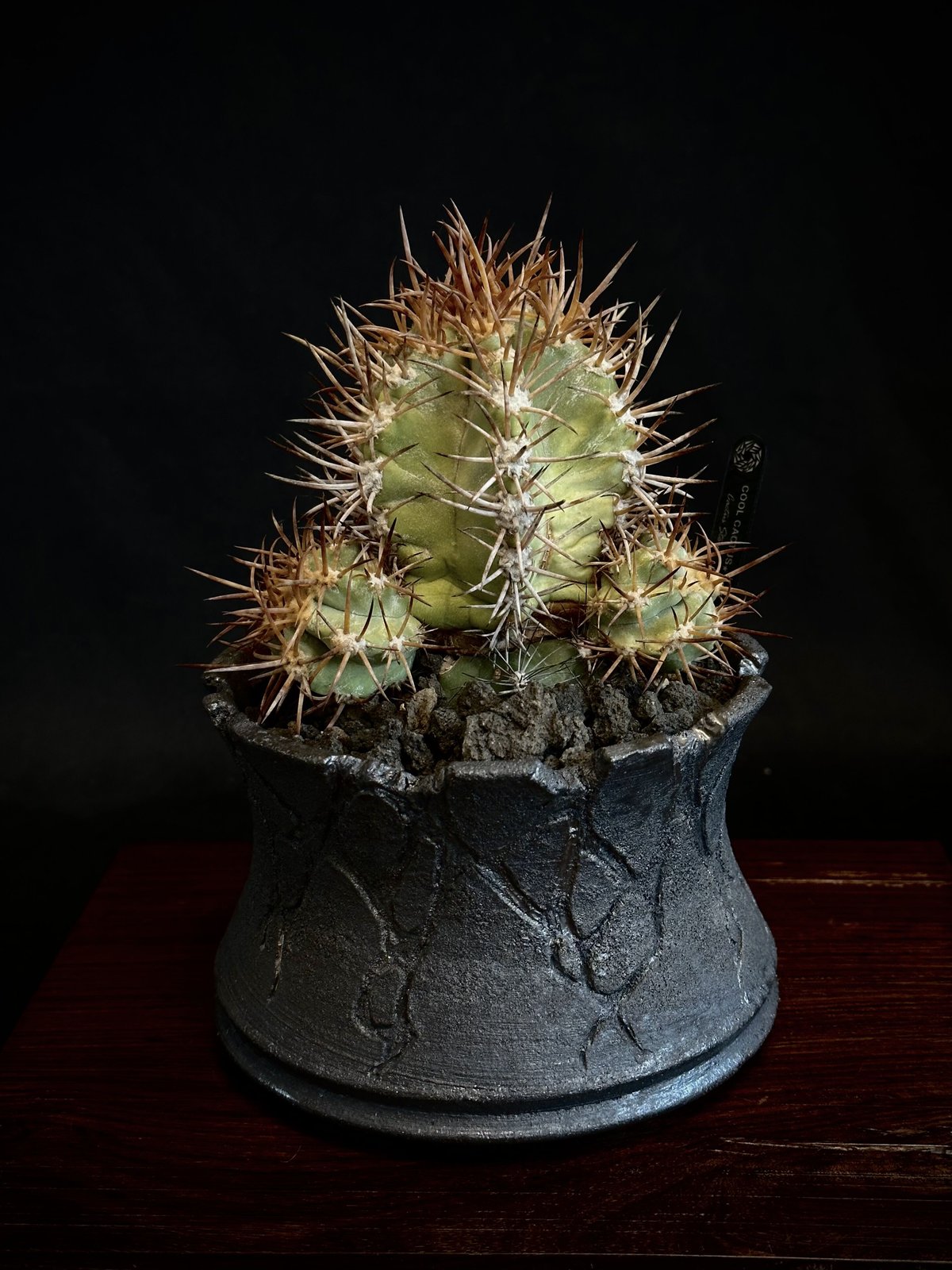 コピアポアソラリス現地球①