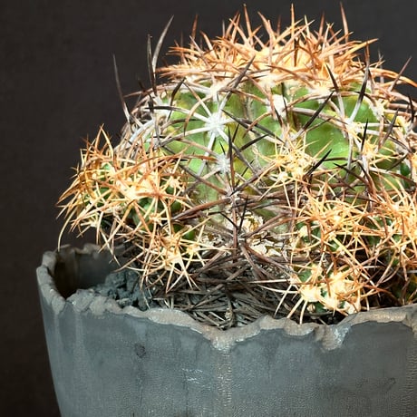 Copiapoa coquimbana subs. andina  𝒄𝒓𝒐𝒔𝒔 𝒑𝒐𝒕 †