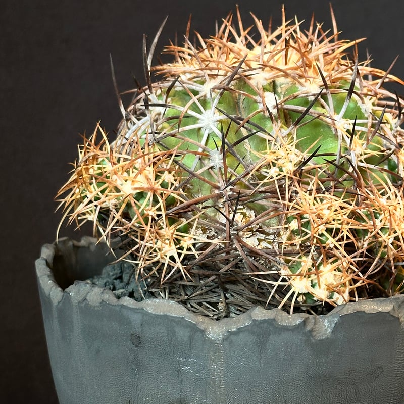 Copiapoa coquimbana subs. andina コピアポア アンディナ ×