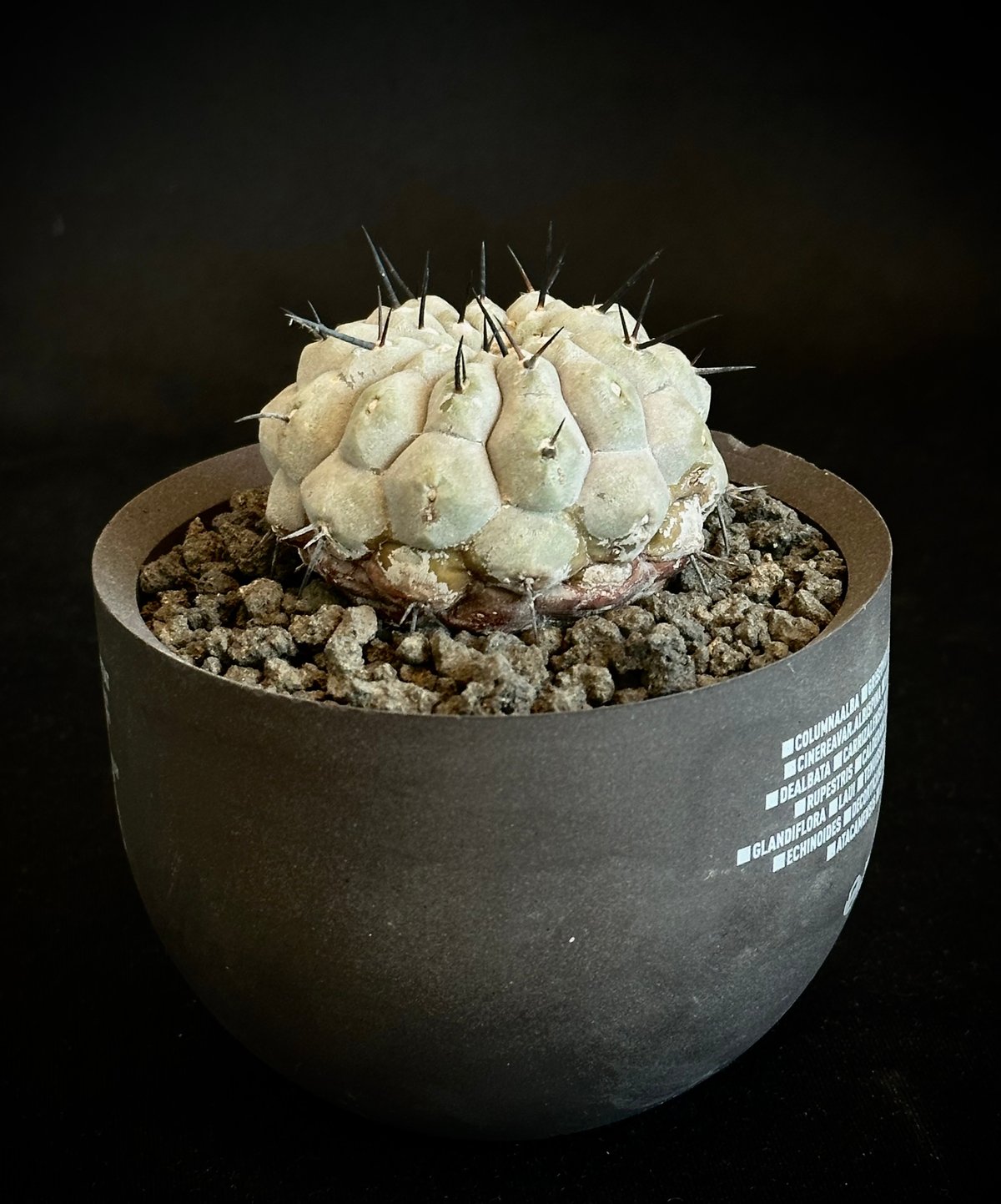 ᴄᴏᴘɪᴀᴘᴏᴀ ᴄɪɴᴇʀᴇᴀ × ᴠᴀʟɪᴇᴍ ʜᴀʙɪᴛᴀᴛ ᴘᴏᴛ  